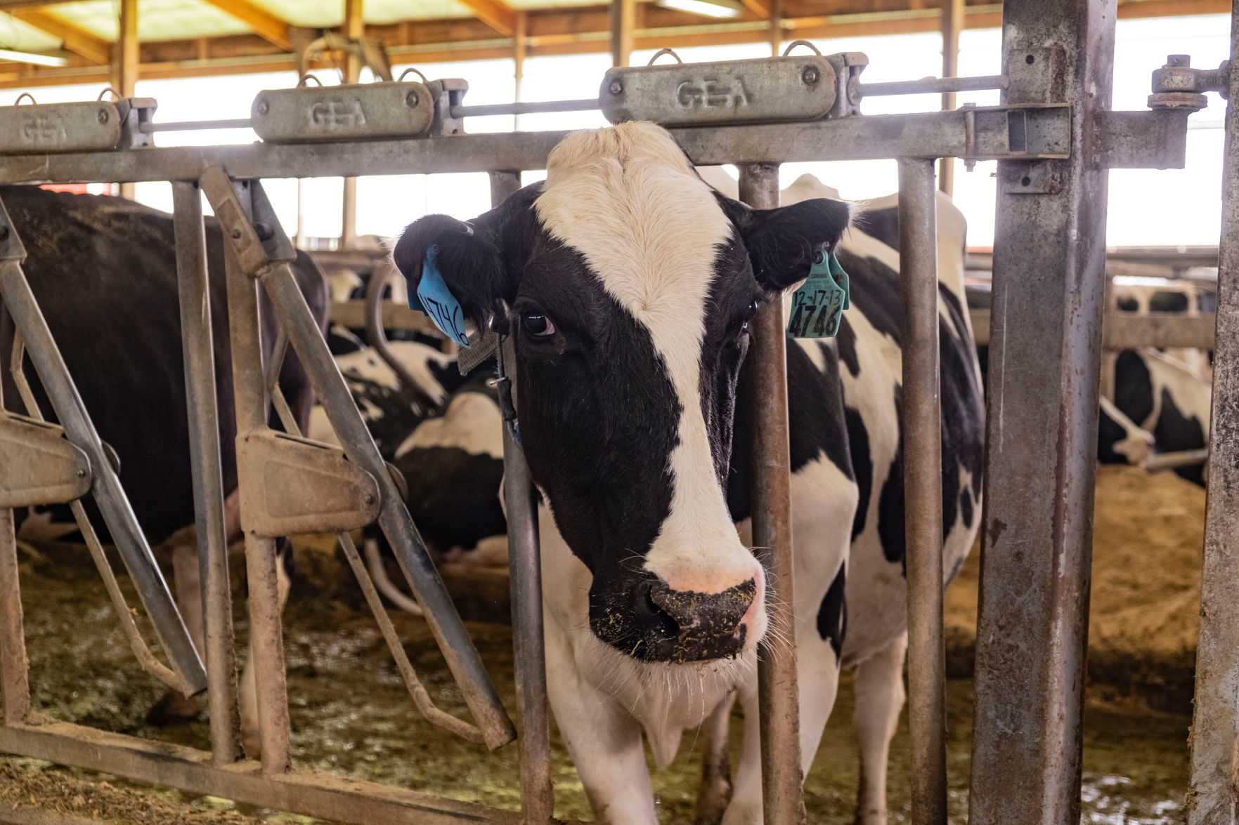 Wegner Cow